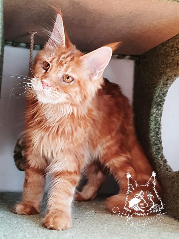 Gatto Fantastico Orange - Кошеня мейн-кун 6 місяців 2 тижні