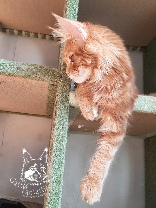 Gatto Fantastico Orange - Кошеня мейн-кун 6 місяців 2 тижні