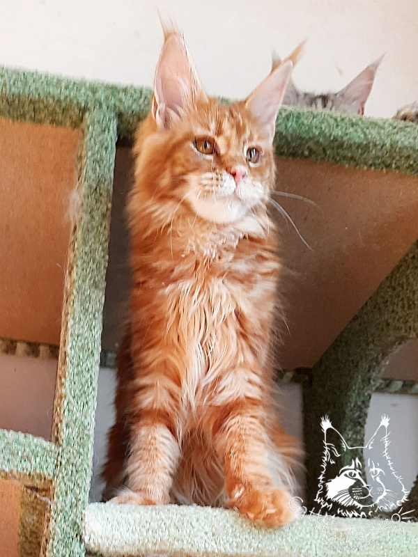 Gatto Fantastico Orange - Кошеня мейн-кун 6 місяців 2 тижні
