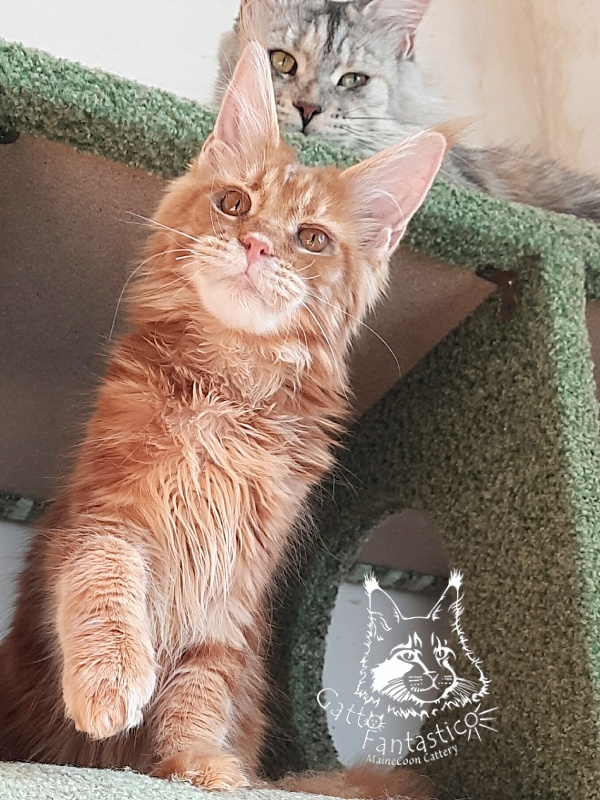 Gatto Fantastico Orange - Кошеня мейн-кун 6 місяців 2 тижні
