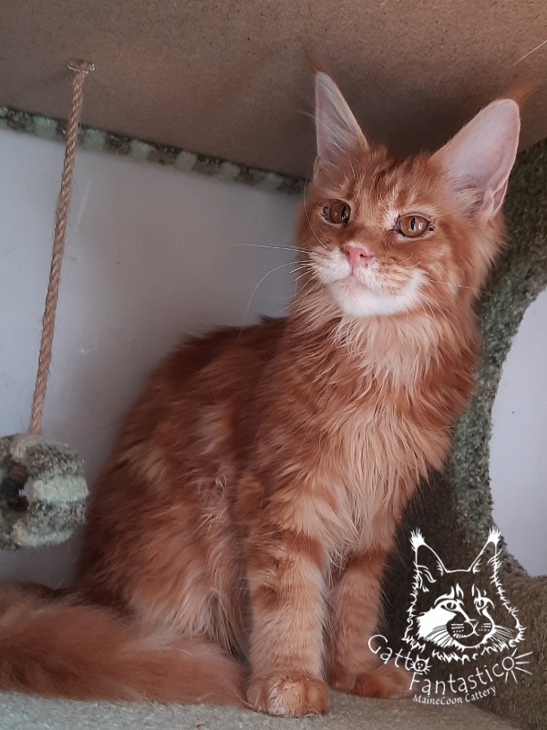 Gatto Fantastico Orange - Кошеня мейн-кун 6 місяців 2 тижні