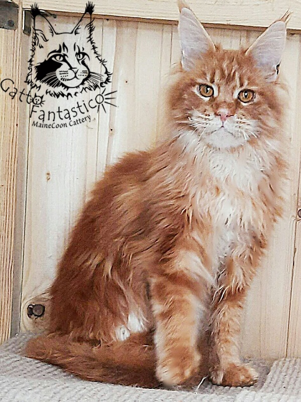 Gatto Fantastico Orange - Дорослий мейн-кун 10 місяців 0,5 тижнів