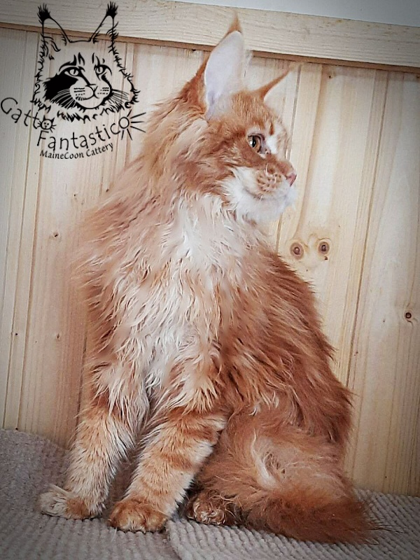 Gatto Fantastico Orange - Дорослий мейн-кун 10 місяців 0,5 тижнів