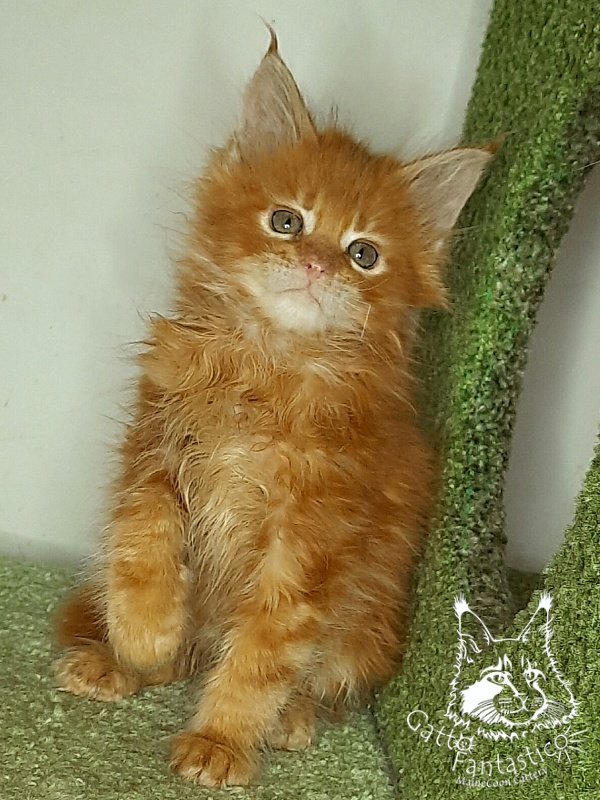 Gatto Fantastico Orange - Кошеня мейн-кун 1 місяць 4 тижні