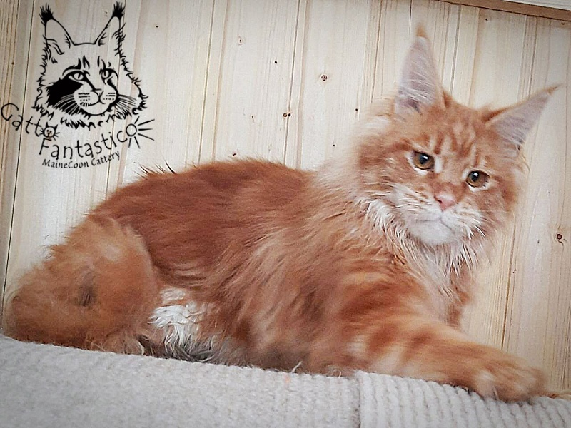 Gatto Fantastico Orange - Дорослий мейн-кун 10 місяців 0,5 тижнів