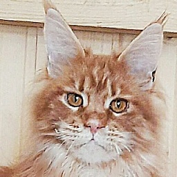 Gatto Fantastico Orange
