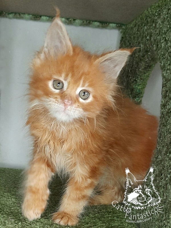 Gatto Fantastico Orange - Кошеня мейн-кун 1 місяць 4 тижні