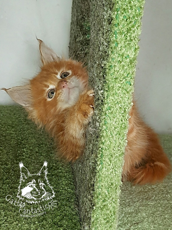 Gatto Fantastico Orange - Кошеня мейн-кун 1 місяць 4 тижні