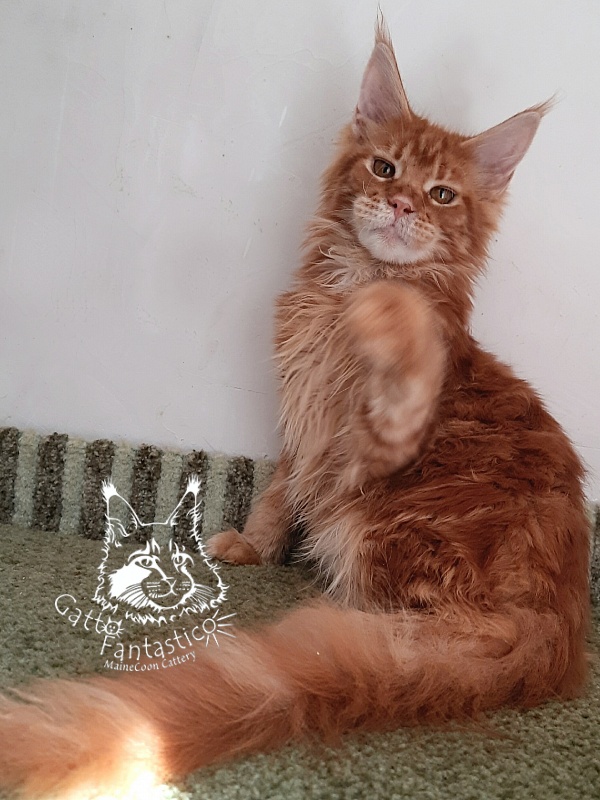 Gatto Fantastico Orange - Кошеня мейн-кун 5 місяців 1,5 тиждень