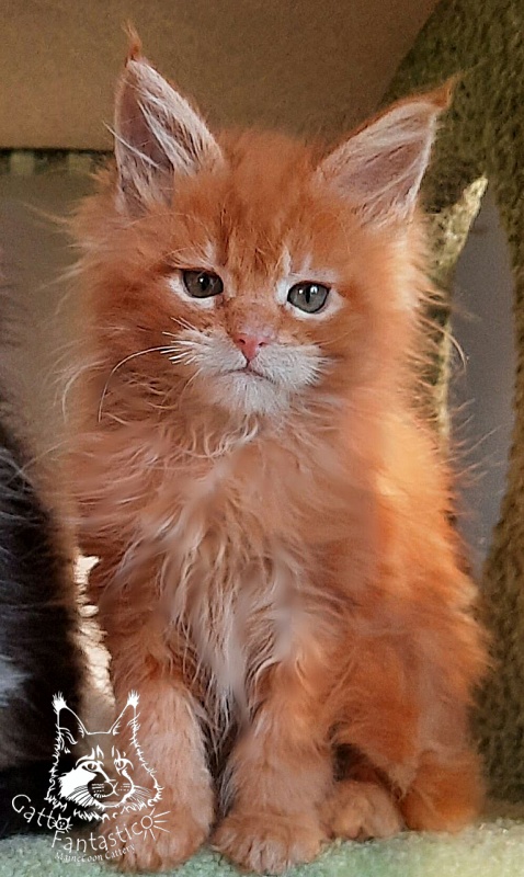 Gatto Fantastico Orange - Кошеня мейн-кун 2 місяця