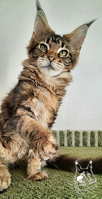 Gatto Fantastico Octavia - Кошеня мейн-кун 5 місяців 1 тиждень