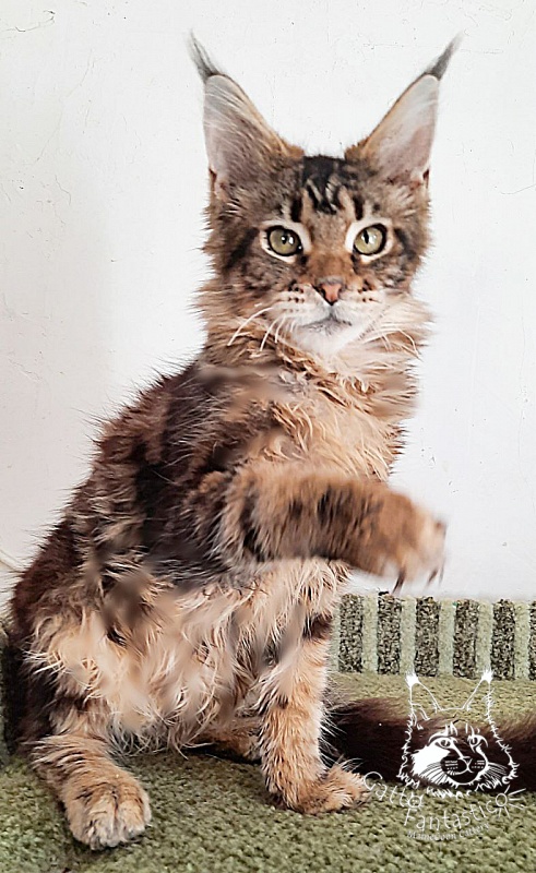 Gatto Fantastico Octavia - Кошеня мейн-кун 5 місяців 1 тиждень