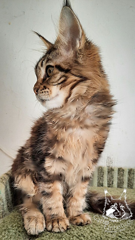 Gatto Fantastico Octavia - Кошеня мейн-кун 5 місяців 1 тиждень