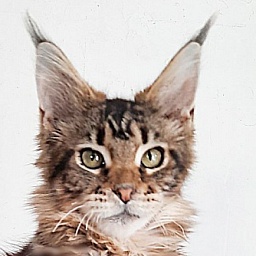 Gatto Fantastico Octavia