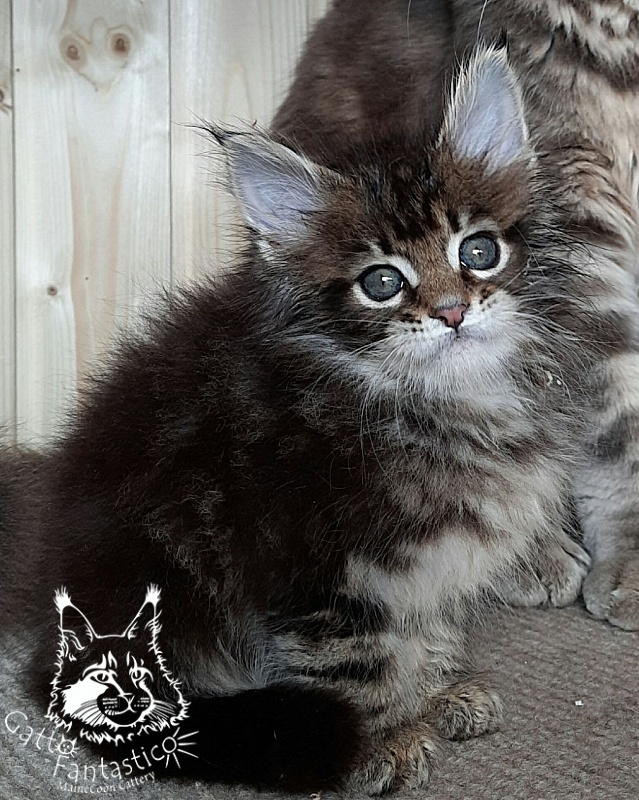Gatto Fantastico Octavia - Кошеня мейн-кун 3,5 тижні