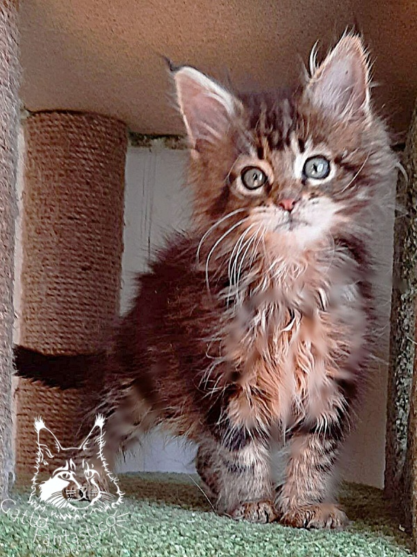 Gatto Fantastico Octavia - Кошеня мейн-кун 1 місяць 3 тижні