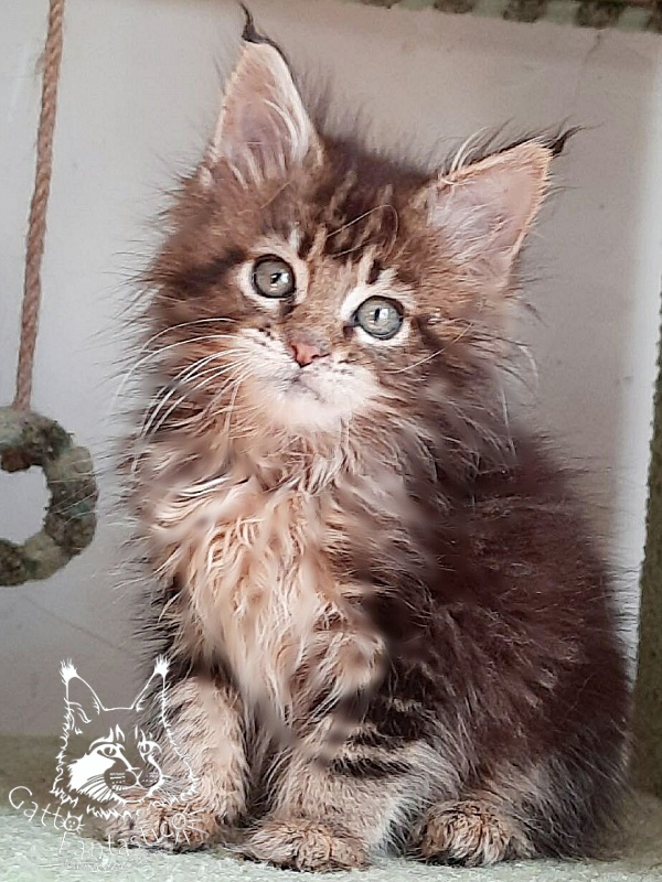 Gatto Fantastico Octavia - Кошеня мейн-кун 1 місяць 3 тижні