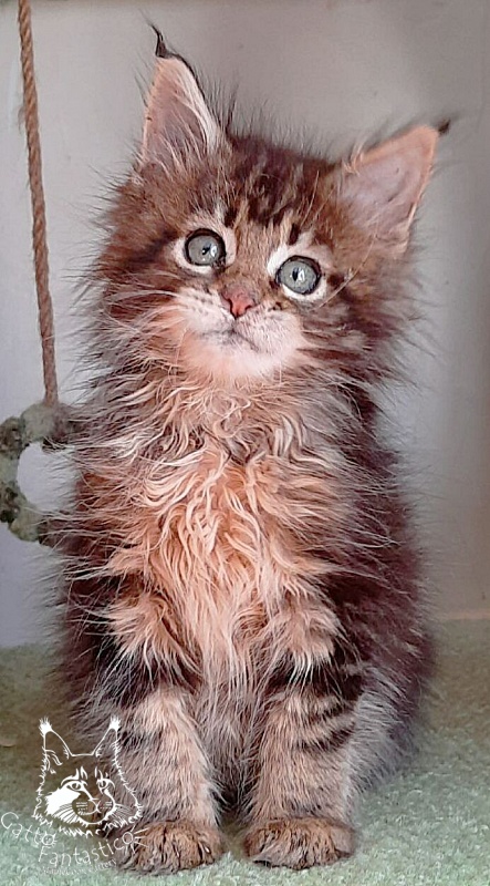 Gatto Fantastico Octavia - Кошеня мейн-кун 1 місяць 3 тижні