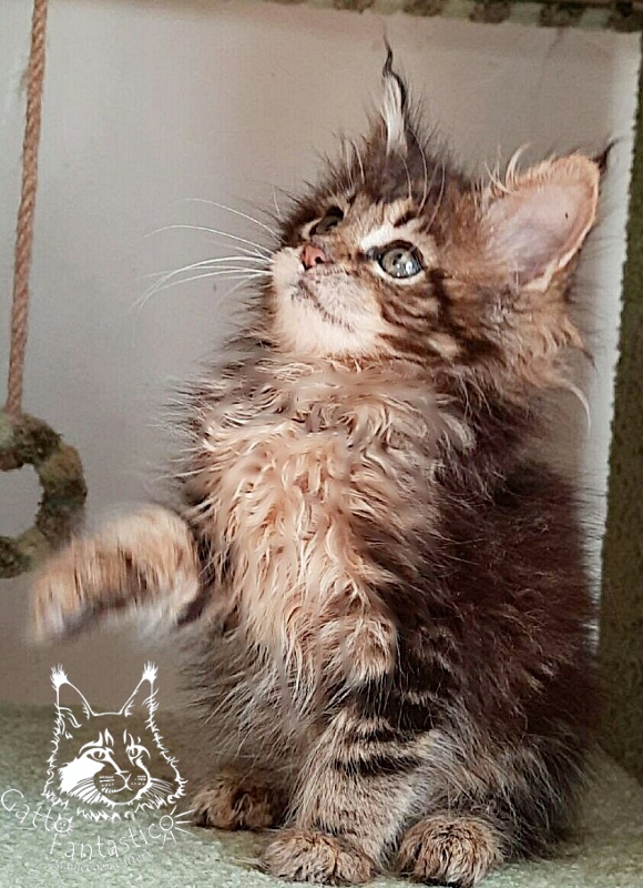 Gatto Fantastico Octavia - Кошеня мейн-кун 1 місяць 3 тижні