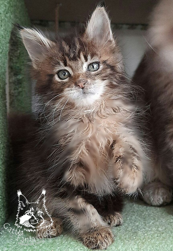 Gatto Fantastico Octavia - Кошеня мейн-кун 1 місяць 4 тижні