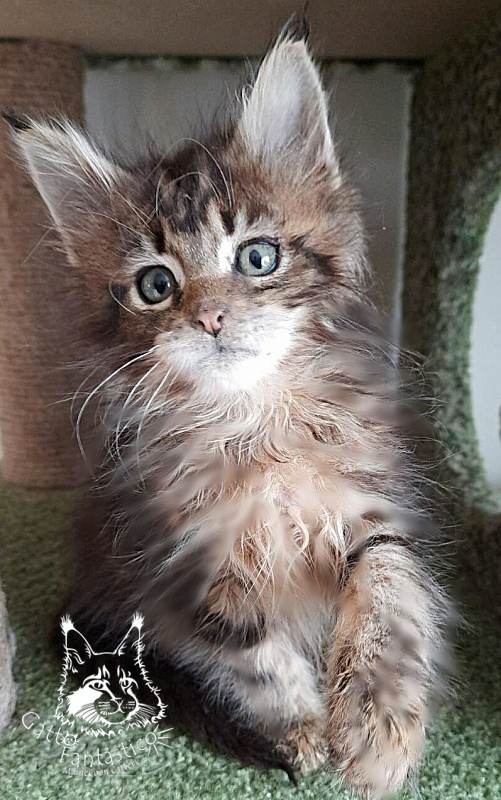 Gatto Fantastico Octavia - Кошеня мейн-кун 1 місяць 4 тижні