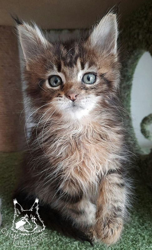 Gatto Fantastico Octavia - Кошеня мейн-кун 1 місяць 4 тижні