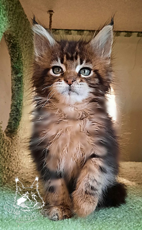 Gatto Fantastico Octavia - Кошеня мейн-кун 2 місяця