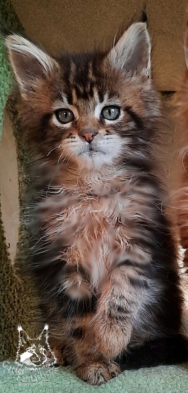 Gatto Fantastico Octavia - Кошеня мейн-кун 2 місяця