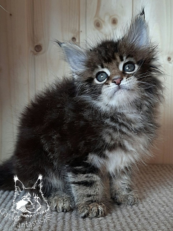 Gatto Fantastico Octavia - Кошеня мейн-кун 3,5 тижні
