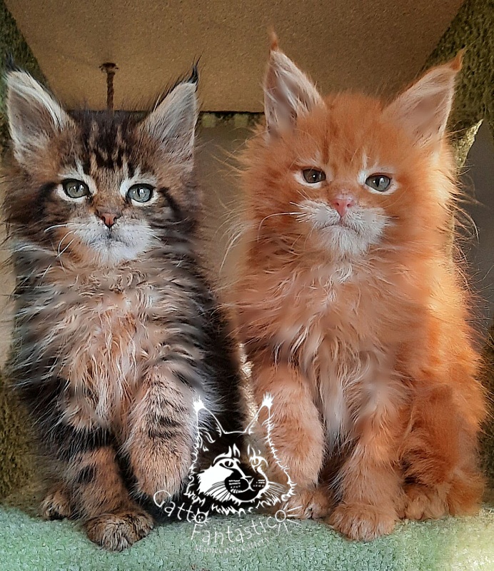 Gatto Fantastico Octavia - Кошеня мейн-кун 2 місяця