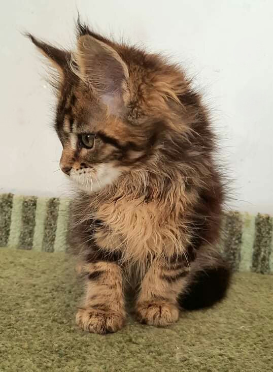 Gatto Fantastico Octavia - Кошеня мейн-кун 2 місяця 2 тижні