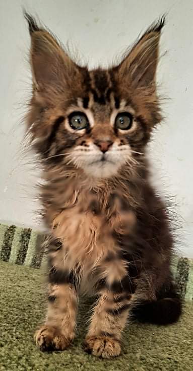 Gatto Fantastico Octavia - Кошеня мейн-кун 2 місяця 2 тижні