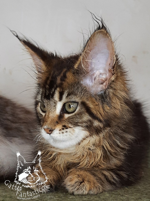 Gatto Fantastico Octavia - Кошеня мейн-кун 2 місяця 4 тижні