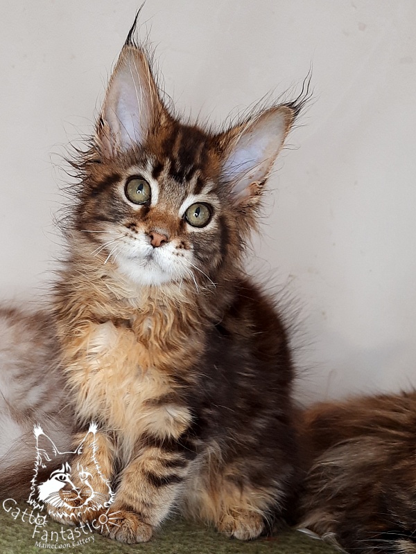 Gatto Fantastico Octavia - Кошеня мейн-кун 2 місяця 4 тижні