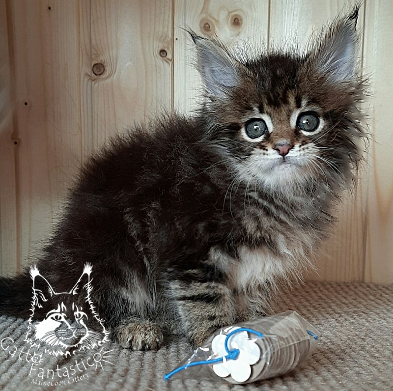 Gatto Fantastico Octavia - Кошеня мейн-кун 3,5 тижні