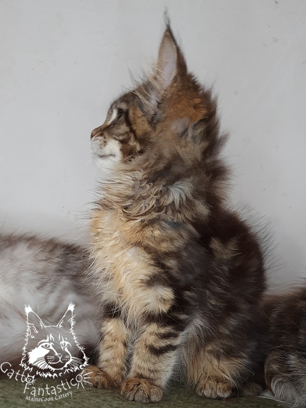 Gatto Fantastico Octavia - Кошеня мейн-кун 2 місяця 4 тижні