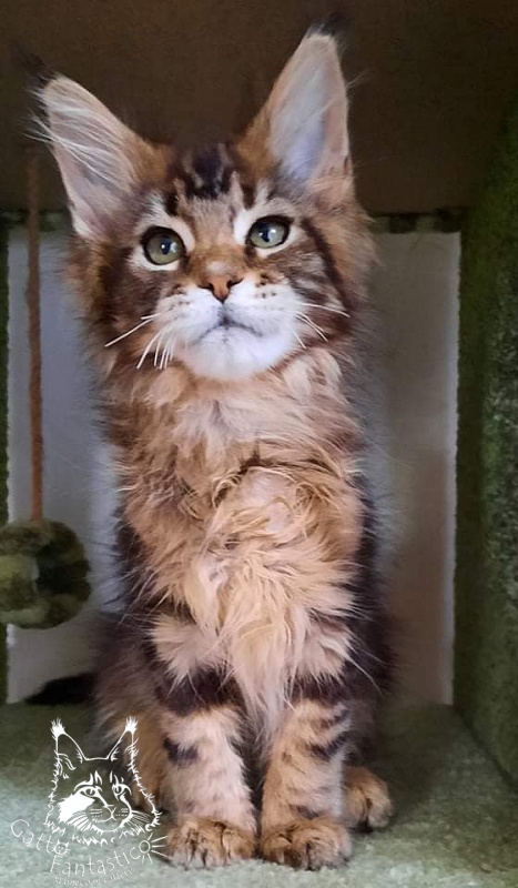 Gatto Fantastico Octavia - Кошеня мейн-кун 2 місяця 4 тижні