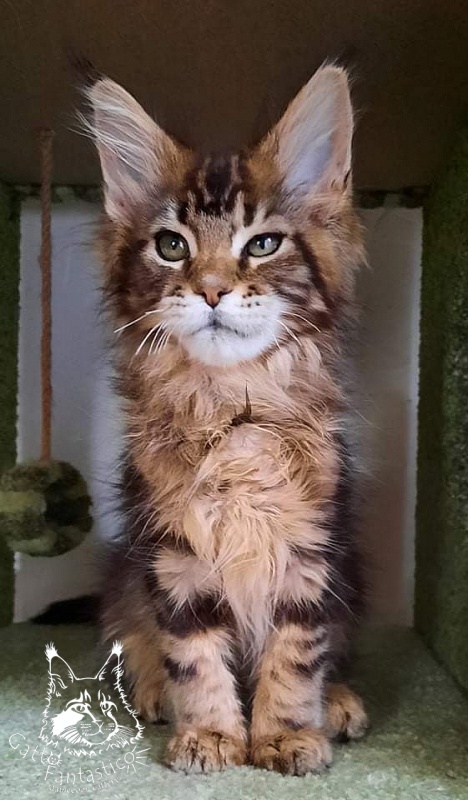 Gatto Fantastico Octavia - Кошеня мейн-кун 2 місяця 4 тижні