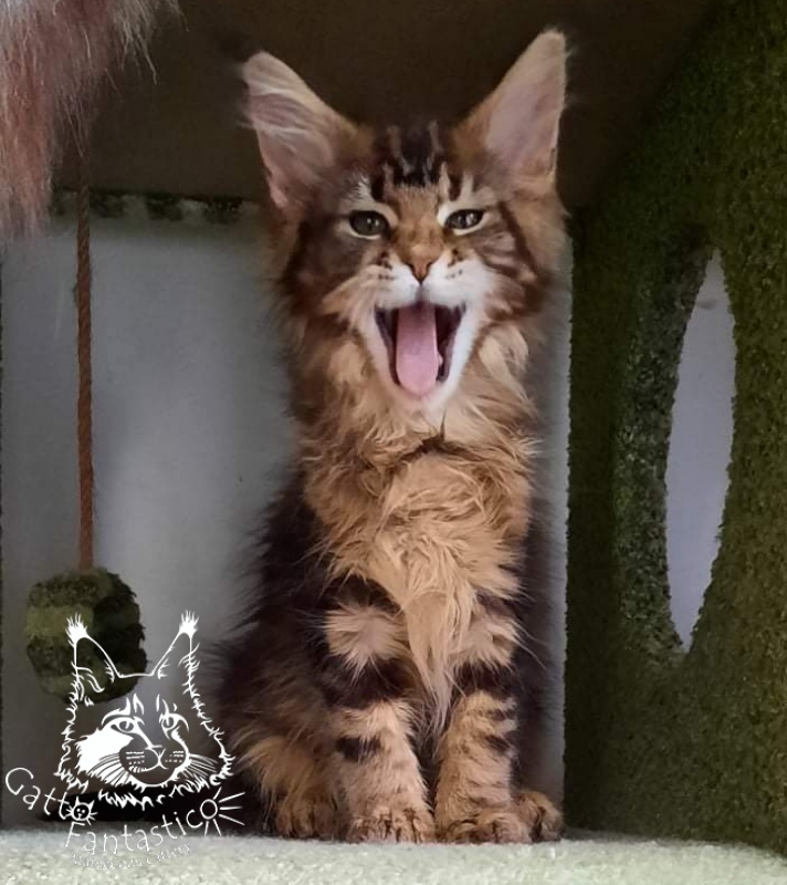 Gatto Fantastico Octavia - Кошеня мейн-кун 2 місяця 4 тижні