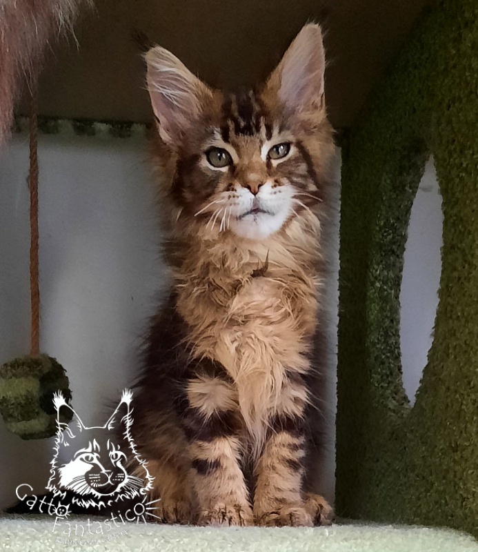Gatto Fantastico Octavia - Кошеня мейн-кун 2 місяця 4 тижні