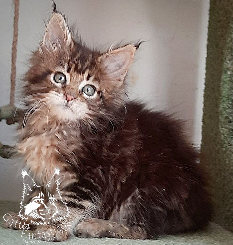 Gatto Fantastico Octavia - Кошеня мейн-кун 1 місяць 3 тижні
