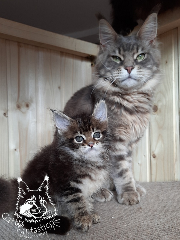 Gatto Fantastico Octavia - Кошеня мейн-кун 3,5 тижні