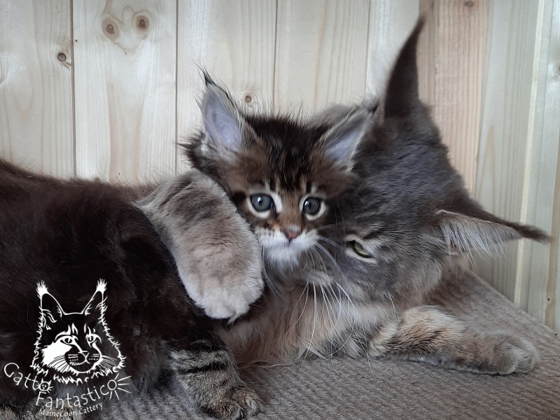 Gatto Fantastico Octavia - Кошеня мейн-кун 3,5 тижні