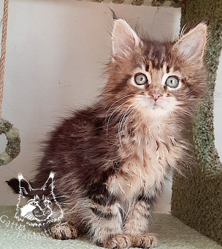 Gatto Fantastico Octavia - Кошеня мейн-кун 1 місяць 3 тижні