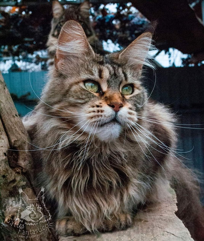 RO*Handy Dandy Kassiana - maine-coon