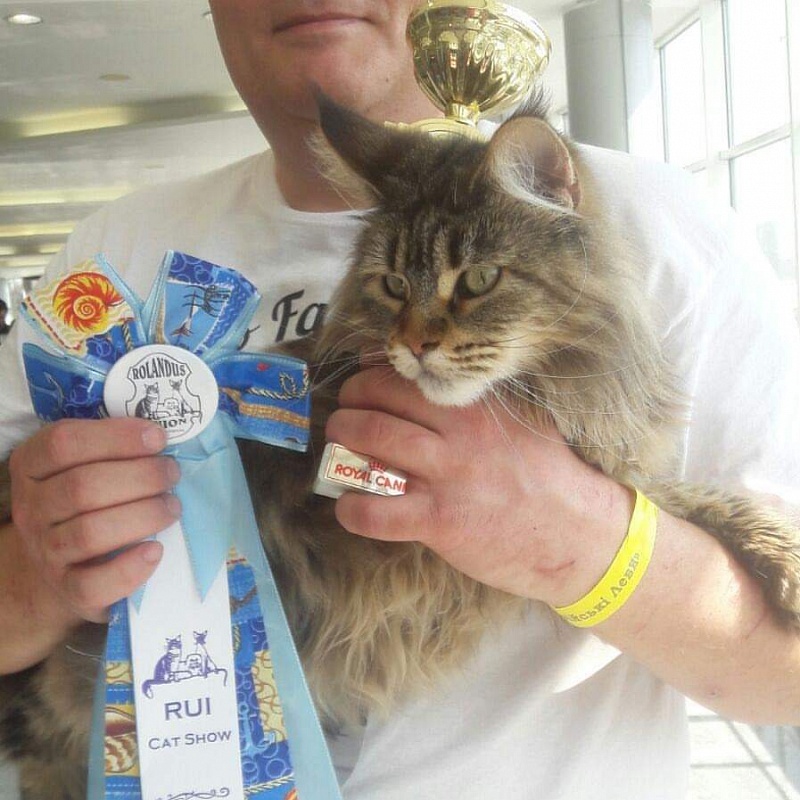 RO*Handy Dandy Kassiana - maine-coon