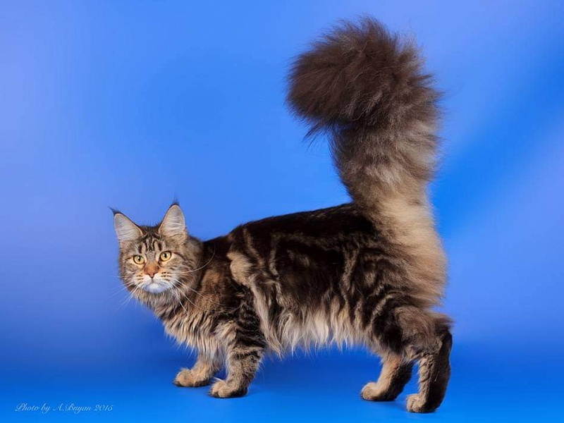 RO*Handy Dandy Kassiana - maine-coon