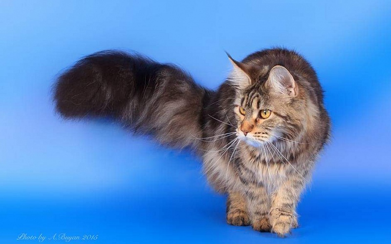 RO*Handy Dandy Kassiana - maine-coon