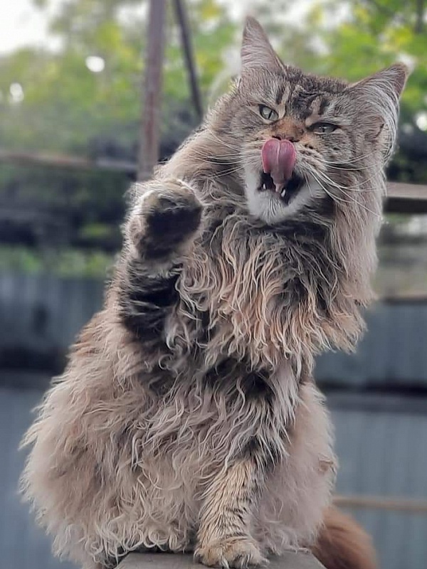 RO*Handy Dandy Kassiana - maine-coon