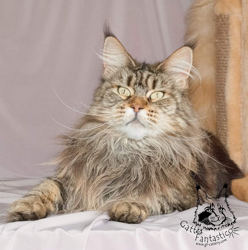 RO*Handy Dandy Kassiana - maine-coon